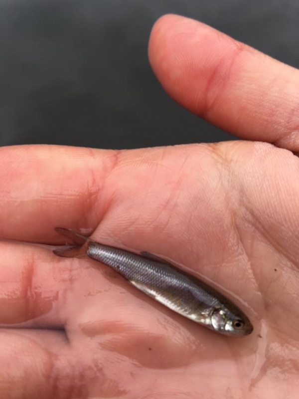 Zarybienie narybkiem jesiennym świnki